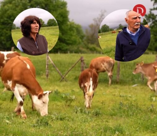 Ky është çifti nga Deçani që kanë fermën e lopëve: Merremi që nga viti 2010